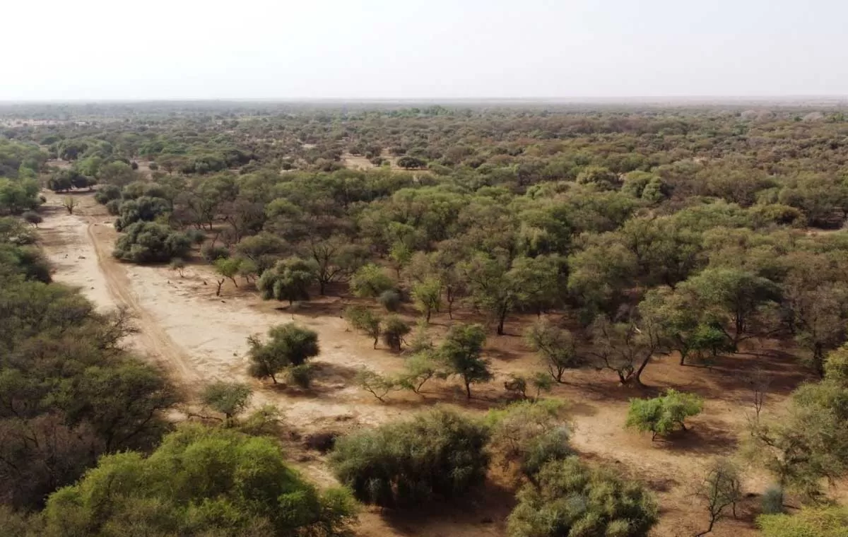 Alhir Forest, Dubai; A natural treasure in the UAE