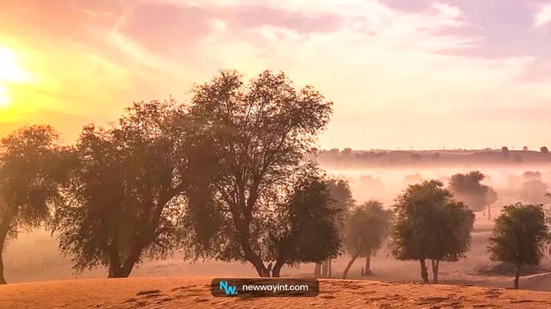 نمایی از جنگل الهیر در دبی